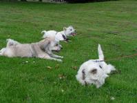 Klik op de foto voor groter formaat